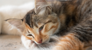 Vet Care Doesn't Have to Break the Bank; Pet Insurance