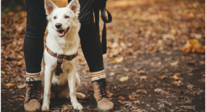 Beware of Ticks in Fall
